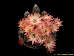 Rebutia pygmaea syn. gracilispina 1897